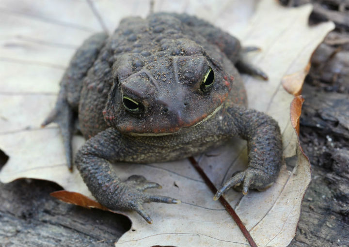 American Toad